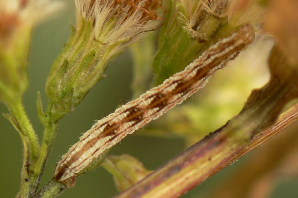 Eupithecia expallidata: Bild 6