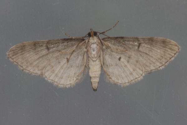 Eupithecia subumbrata: Bild 9