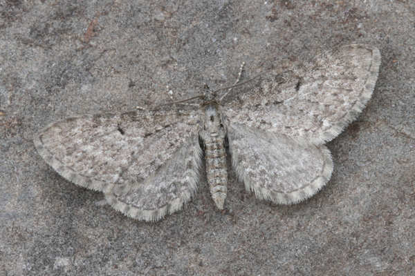 Eupithecia sp.: Bild 18
