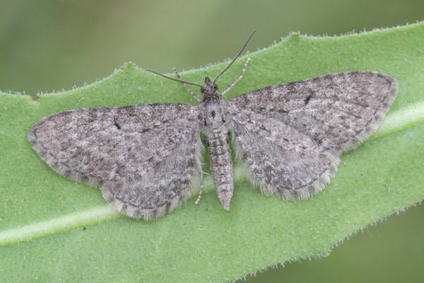 Eupithecia sp.: Bild 19