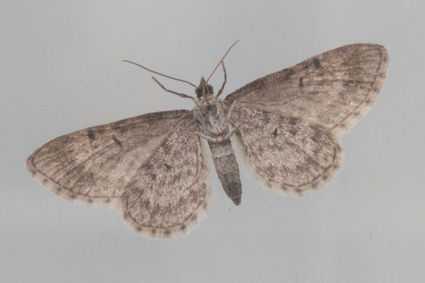 Eupithecia sp.: Bild 22