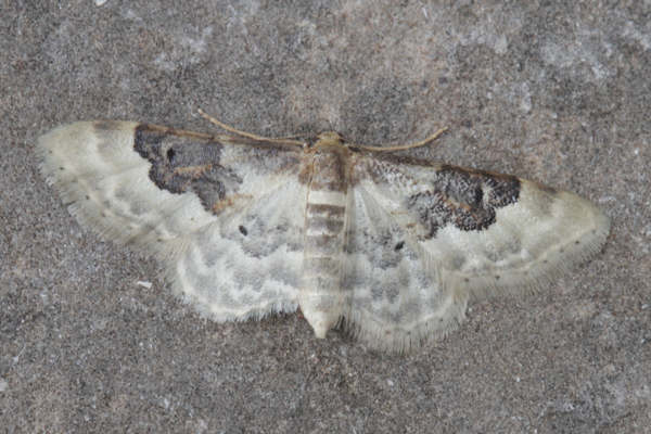 Idaea rusticata: Bild 24