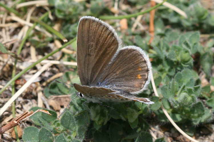 Plebejus trappi: Bild 3