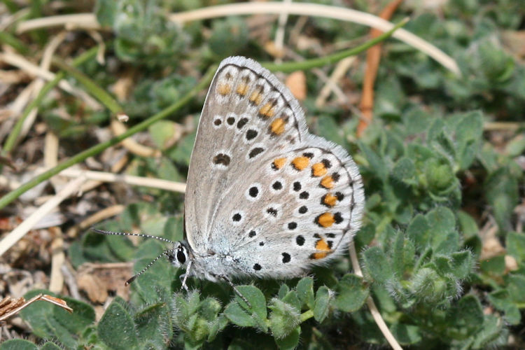 Plebejus trappi: Bild 17