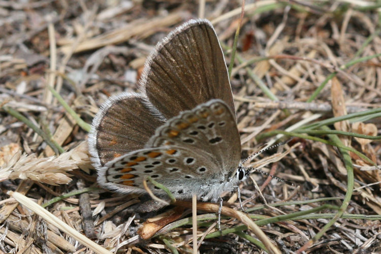 Plebejus trappi: Bild 4