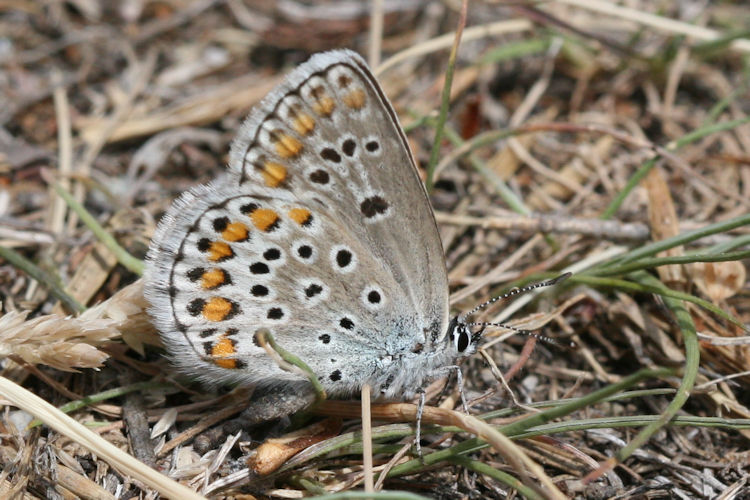 Plebejus trappi: Bild 18