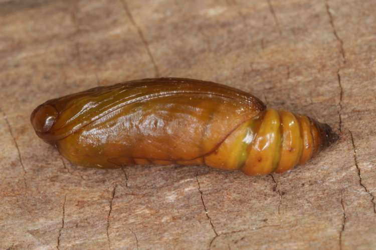 Coenotephria tophaceata: Bild 29