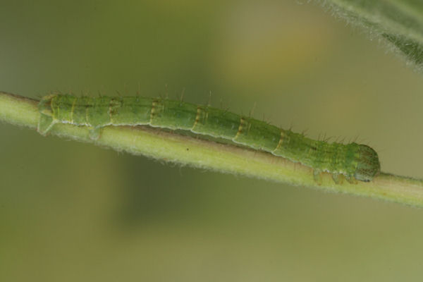 Mesoleuca albicillata: Bild 25
