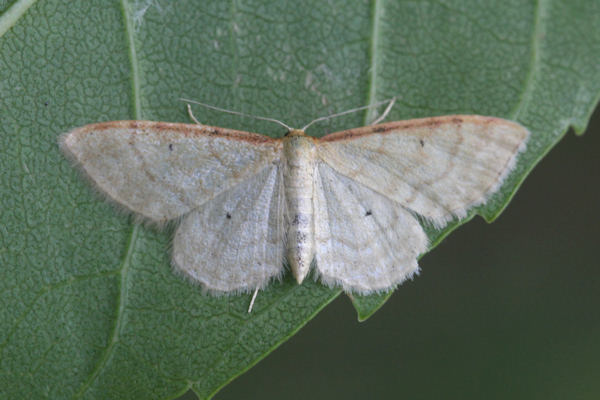 Idaea humiliata: Bild 20