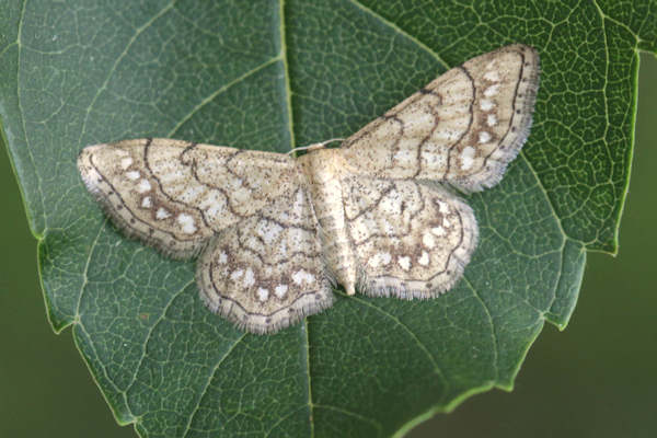 Idaea moniliata: Bild 8