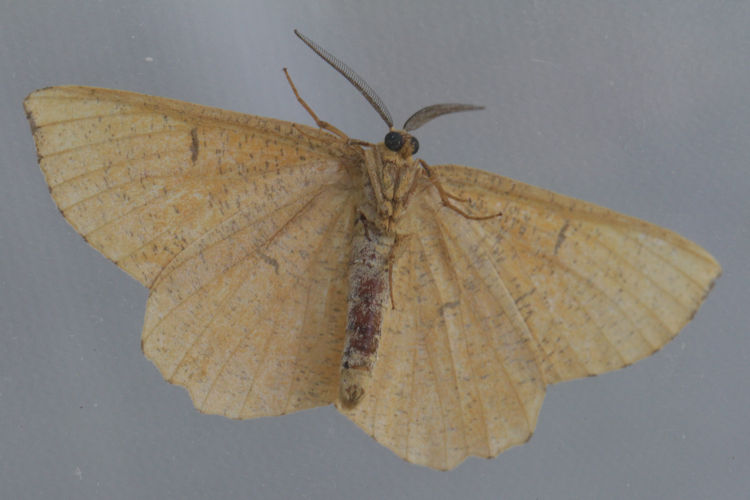 Angerona prunaria: Bild 18