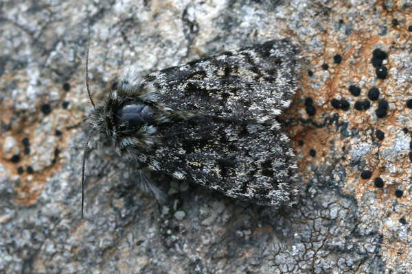 Anarta melanopa: Bild 5