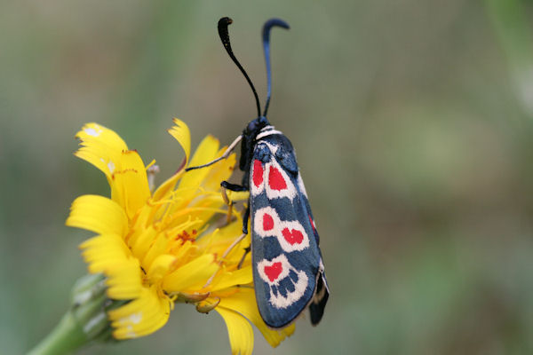 Zygaena occitanica: Bild 1