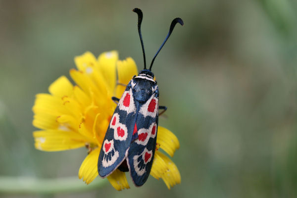 Zygaena occitanica: Bild 2