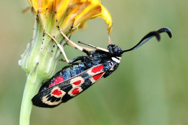 Zygaena occitanica: Bild 3