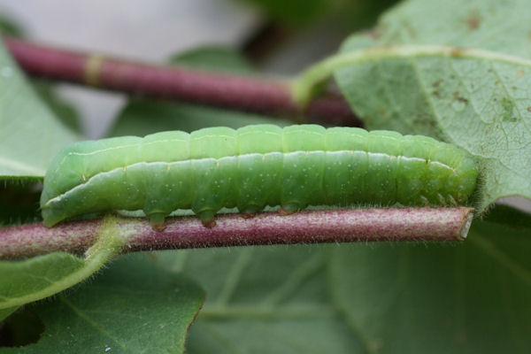 Amphipyra livida: Bild 3