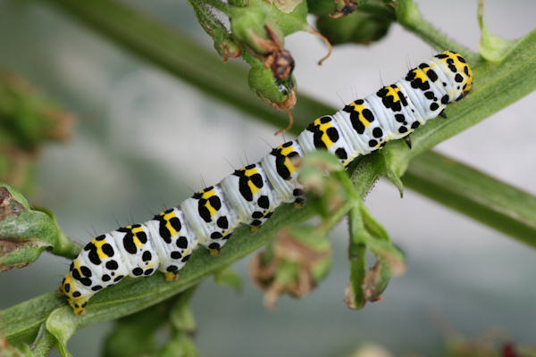 Shargacucullia scrophulariae: Bild 2