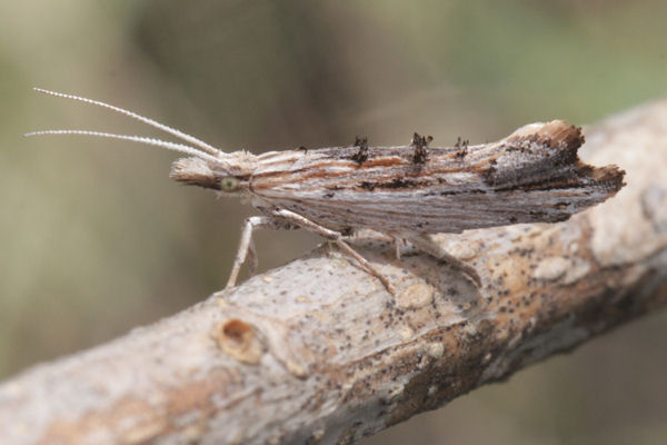 Ypsolopha scabrella: Bild 1