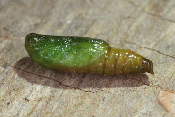 Eupithecia distinctaria: Bild 47