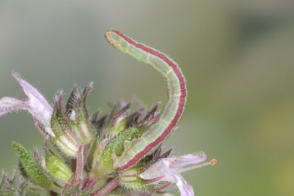 Eupithecia distinctaria: Bild 46