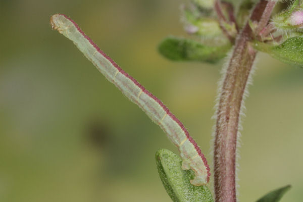 Eupithecia distinctaria: Bild 45