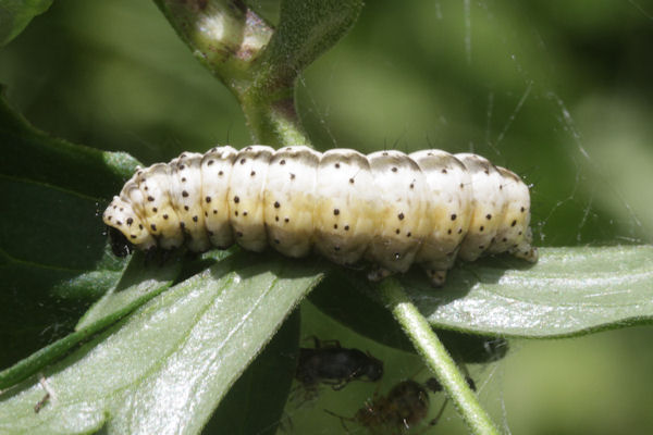 Euchalcia variabilis: Bild 1