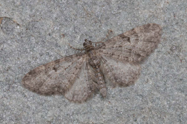 Eupithecia sp.: Bild 4