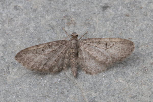 Eupithecia sp.: Bild 5