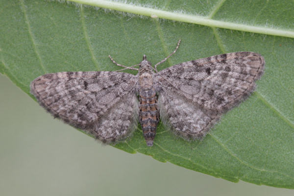 Eupithecia subfuscata: Bild 49