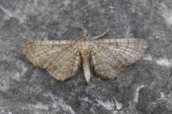 Eupithecia plumbeolata: Bild 2