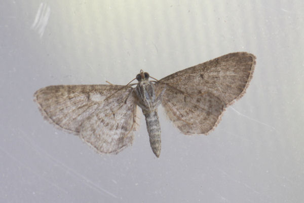 Eupithecia plumbeolata: Bild 7
