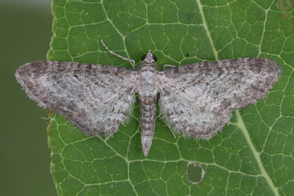 Eupithecia subumbrata: Bild 4