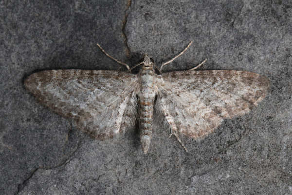Eupithecia subumbrata: Bild 5