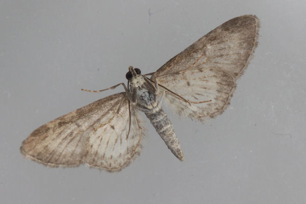 Eupithecia subumbrata: Bild 10