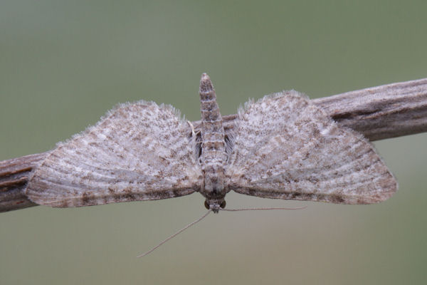 Eupithecia pernotata: Bild 11