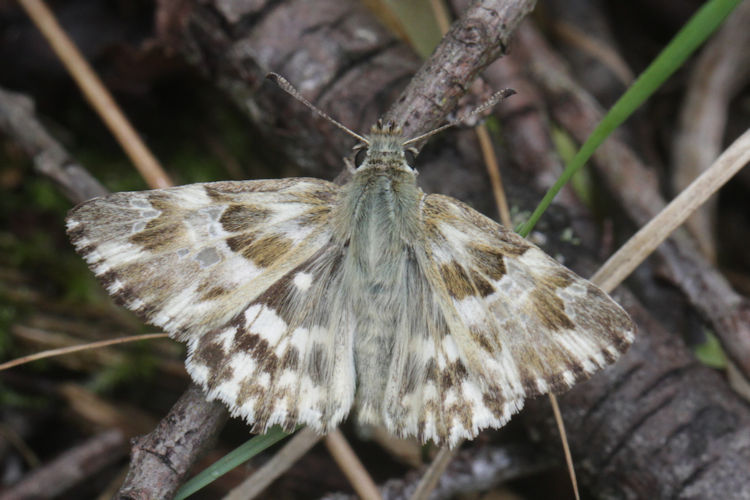 Muschampia lavatherae: Bild 19