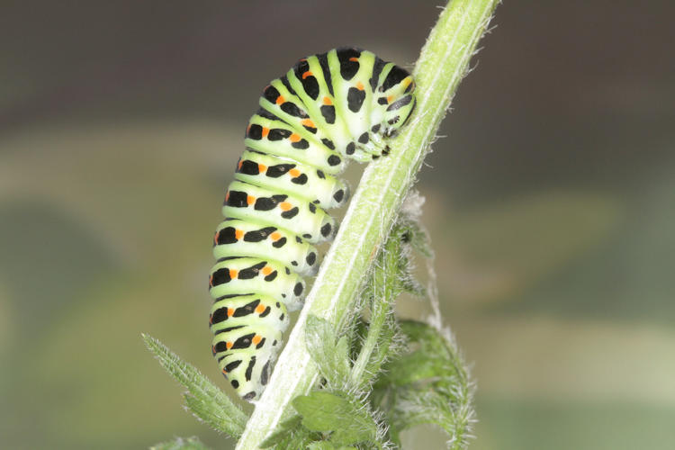 Papilio machaon: Bild 6