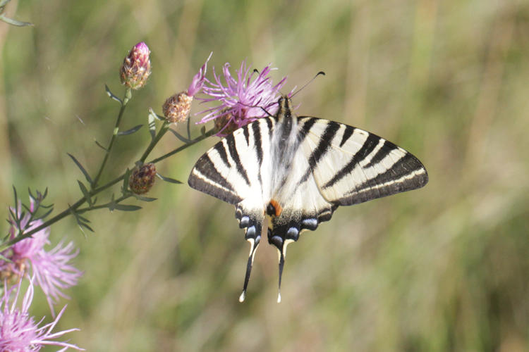 Iphiclides podalirius: Bild 10