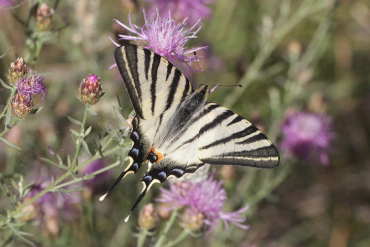 Iphiclides podalirius: Bild 11