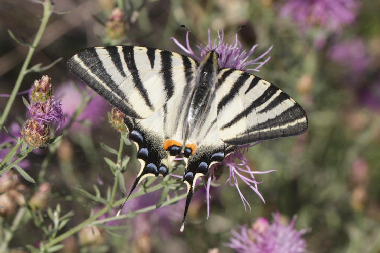 Iphiclides podalirius: Bild 12