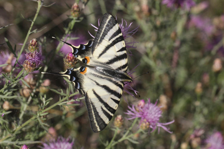 Iphiclides podalirius: Bild 13