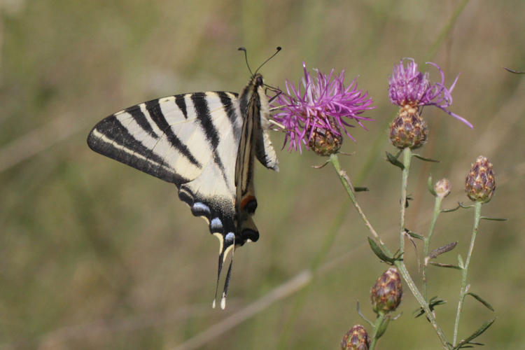 Iphiclides podalirius: Bild 15