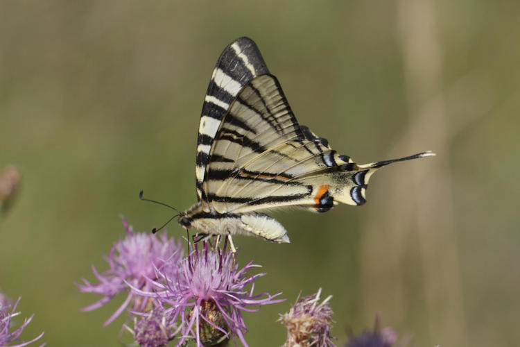 Iphiclides podalirius: Bild 48