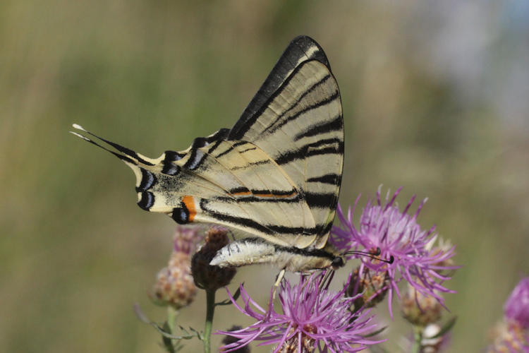 Iphiclides podalirius: Bild 49