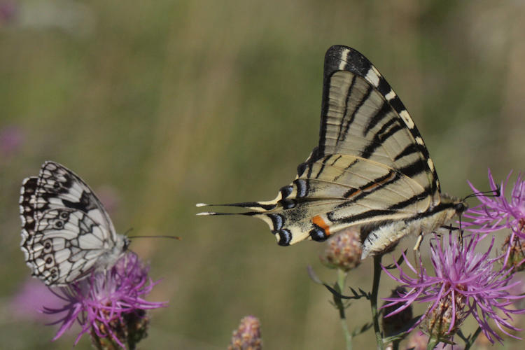 Iphiclides podalirius: Bild 50