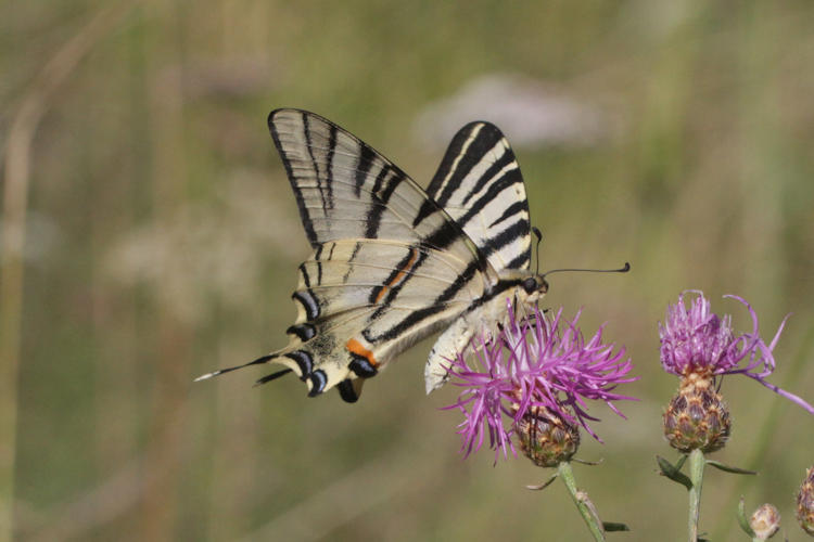 Iphiclides podalirius: Bild 51