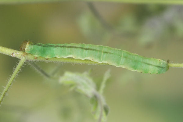 Eupithecia thalictrata: Bild 65