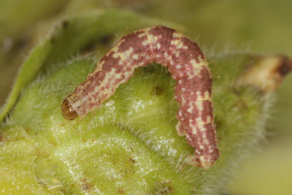 Eupithecia pulchellata: Bild 68