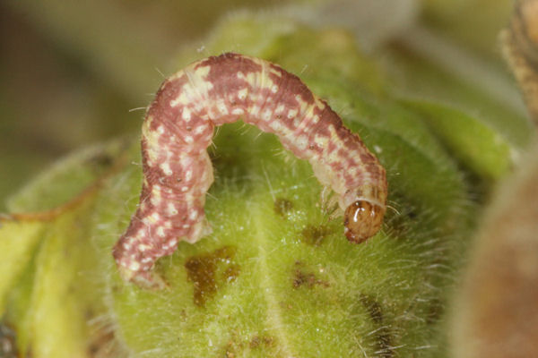 Eupithecia pulchellata: Bild 70