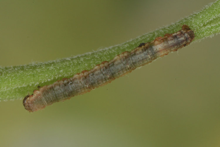 Colostygia kollariaria: Bild 11